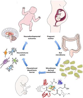 Emerging Developments in Microbiome and Microglia Research: Implications for Neurodevelopmental Disorders